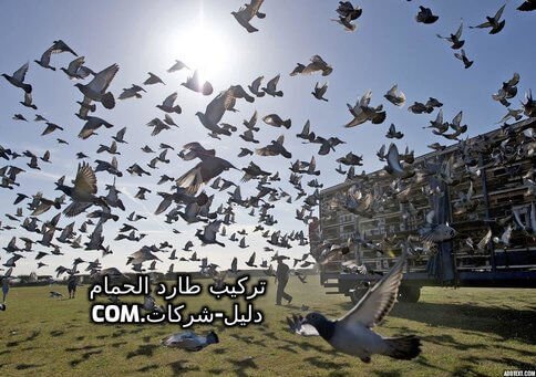 تركيب طارد حمام بالرياض